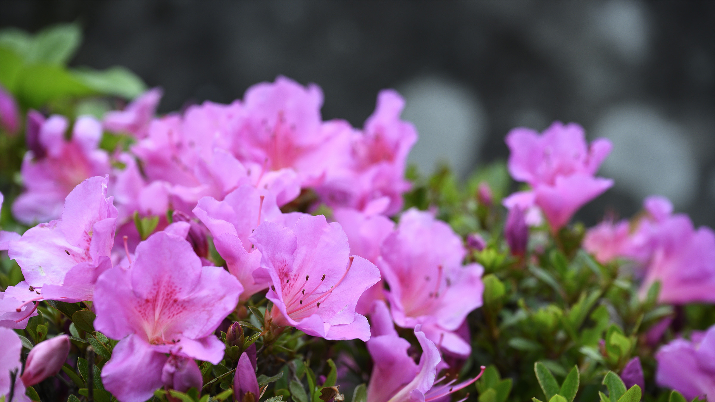 信州安曇野古民家やど初太郎
